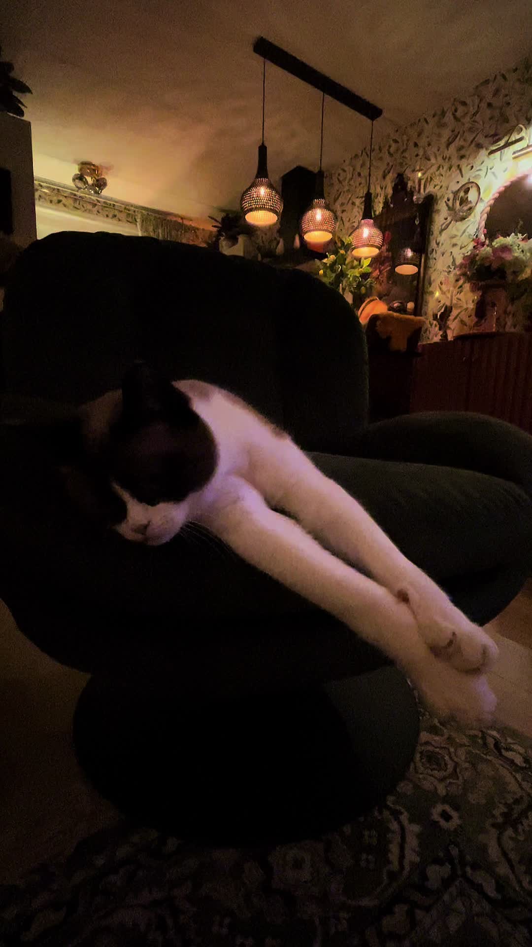 @grumpycattommyandfriends