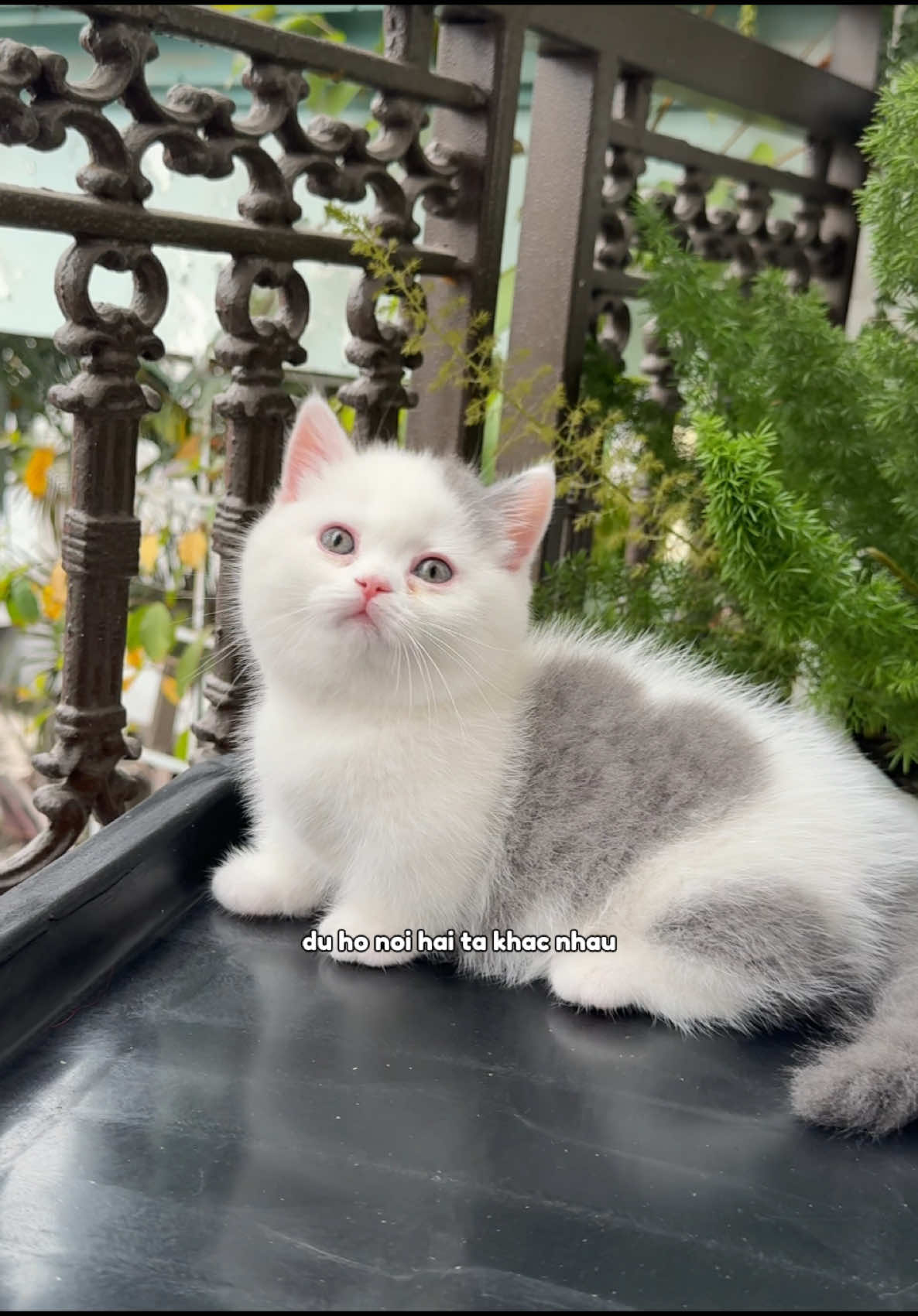@1ch&oacute;6meow
