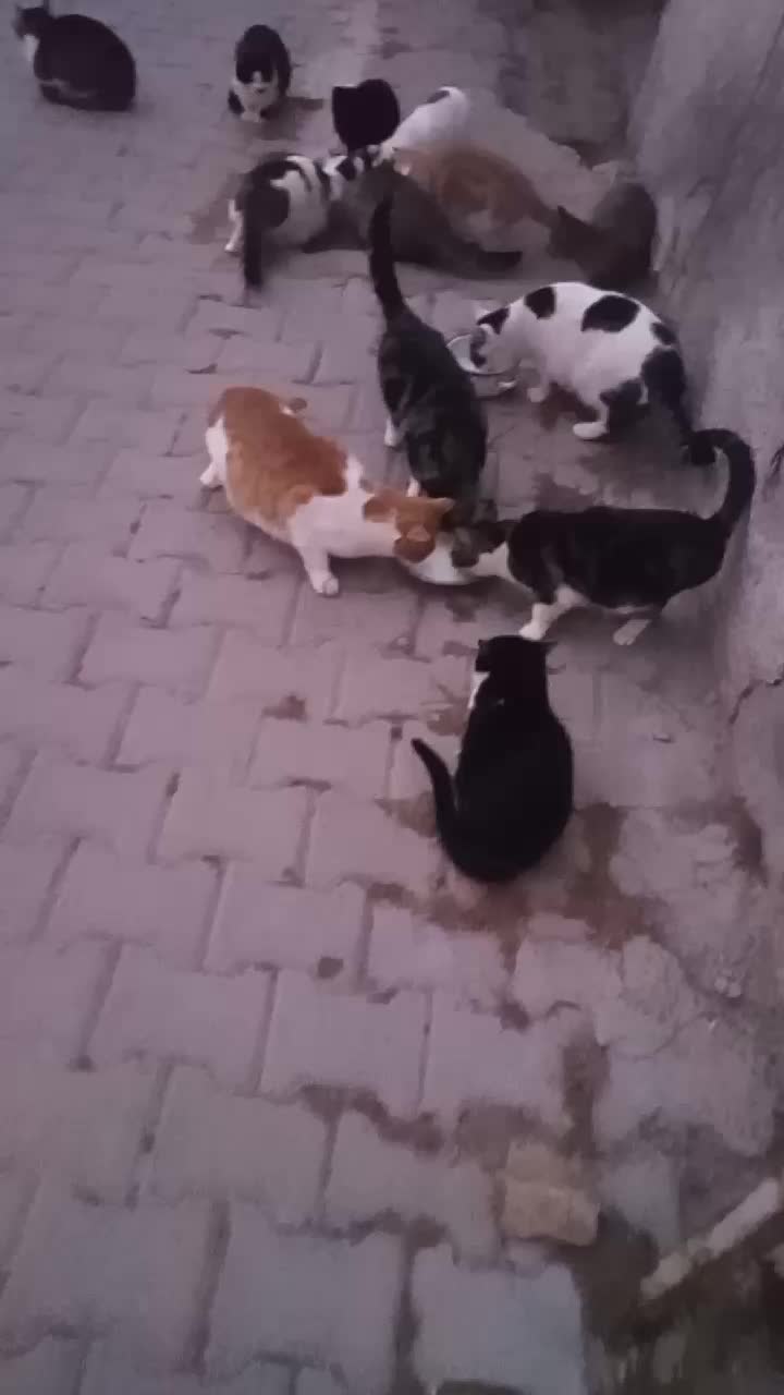 @kayaahmet50