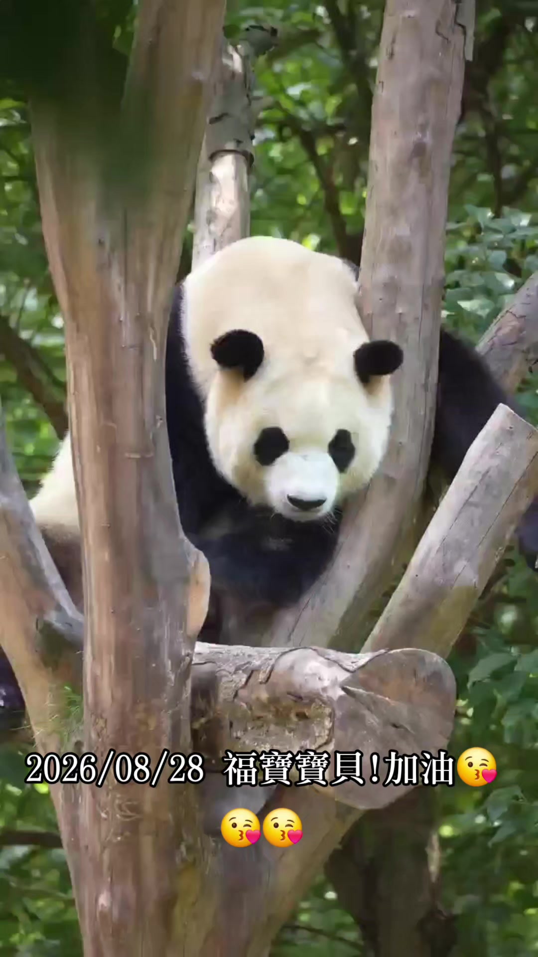 @福寶需要愛的抱抱