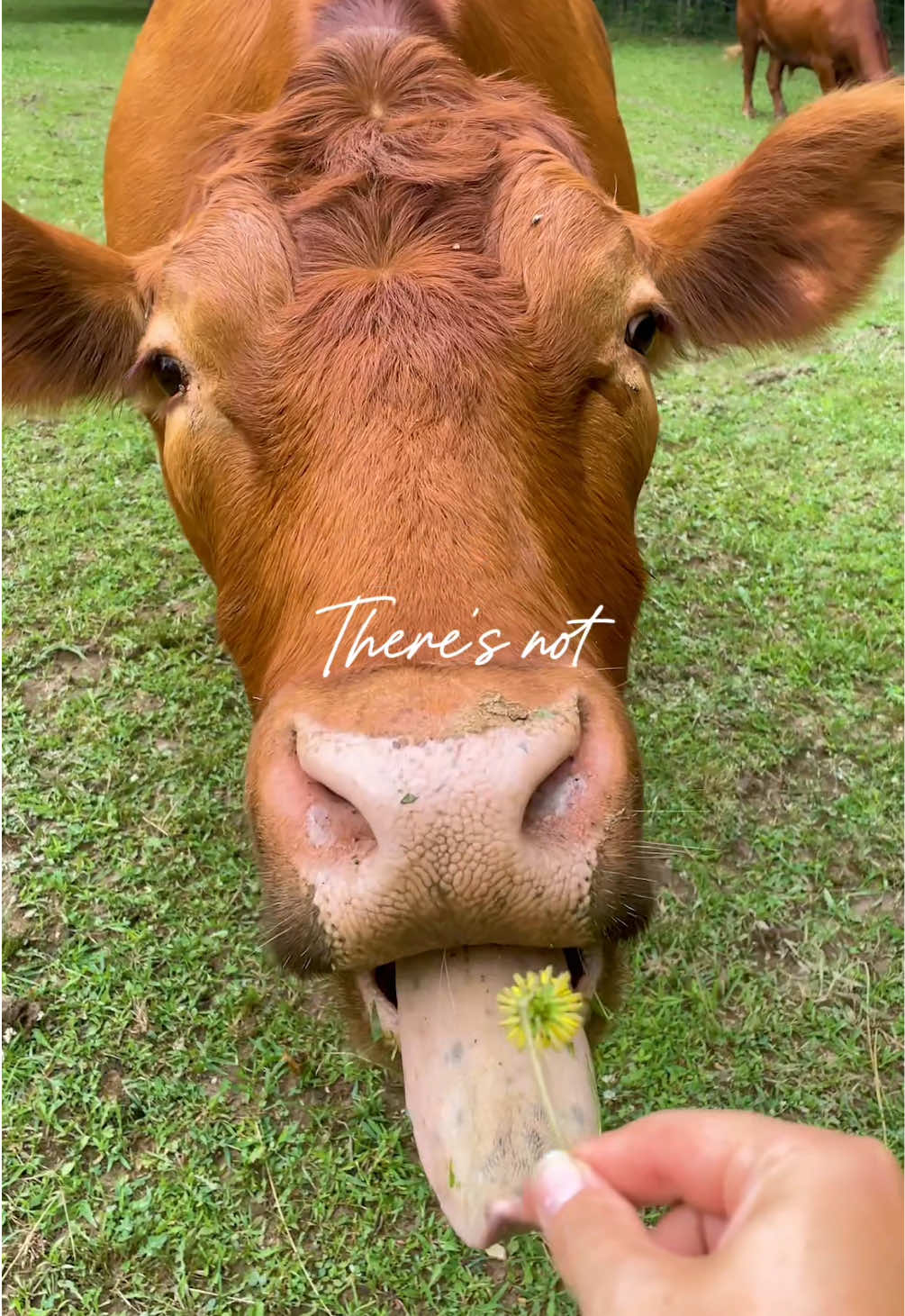 @The Gentle Barn | Sanctuary
