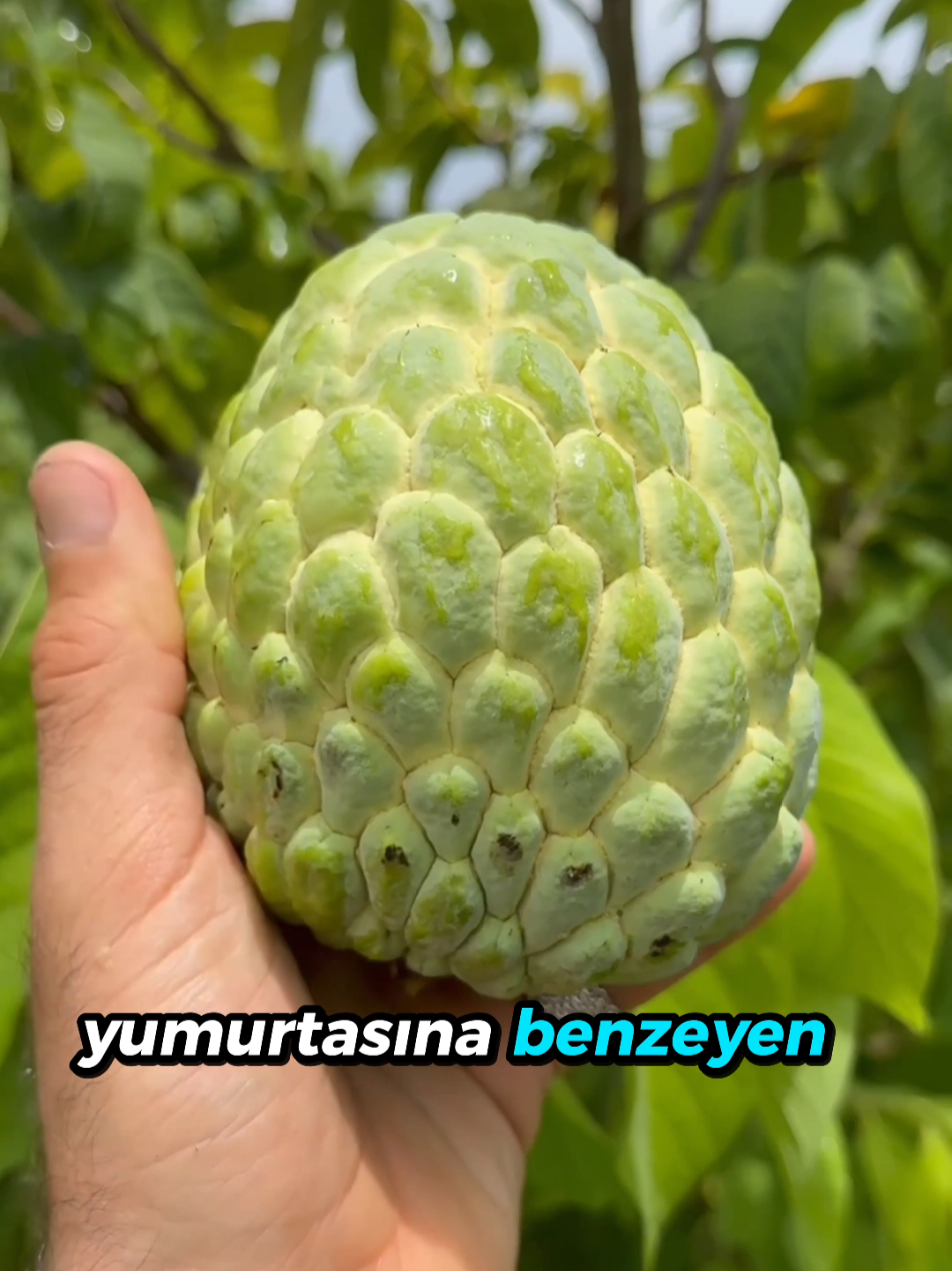 @beynegrafya