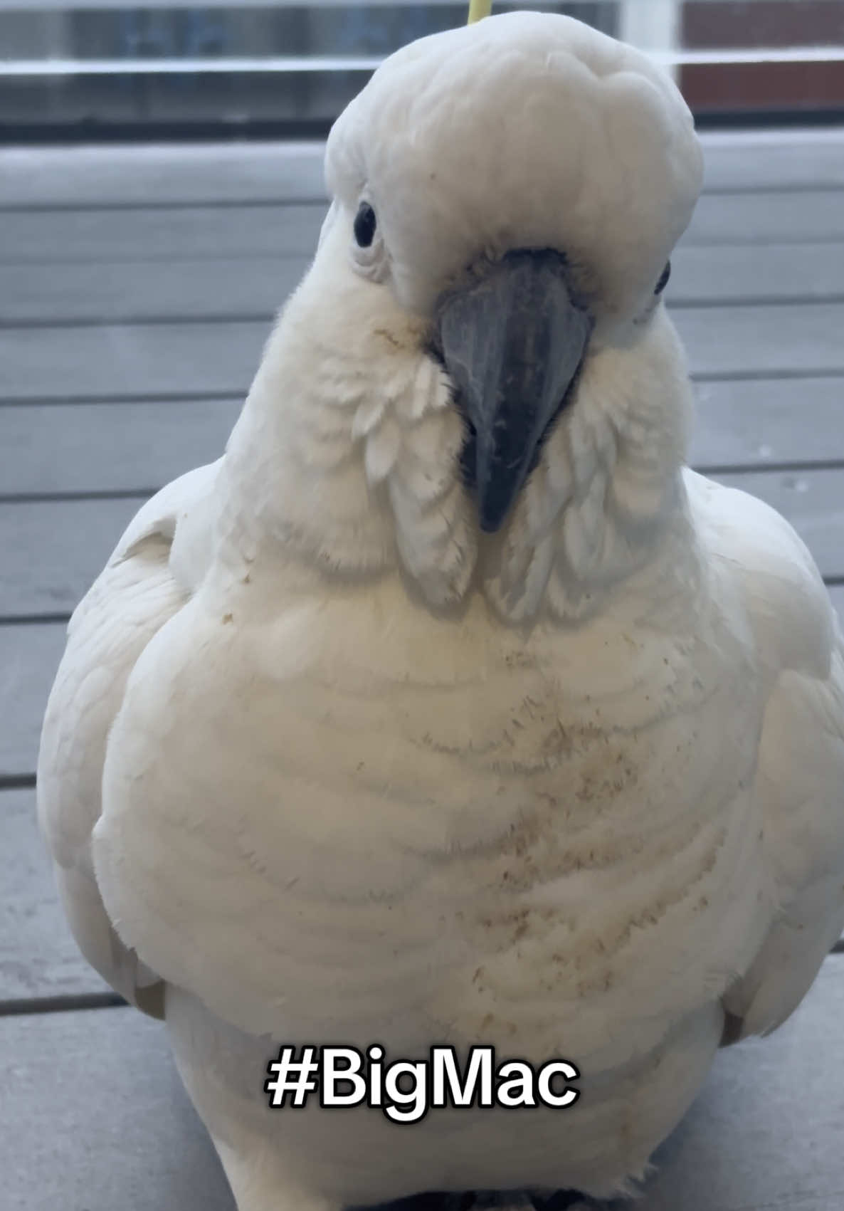 @aussie.cockatoo
