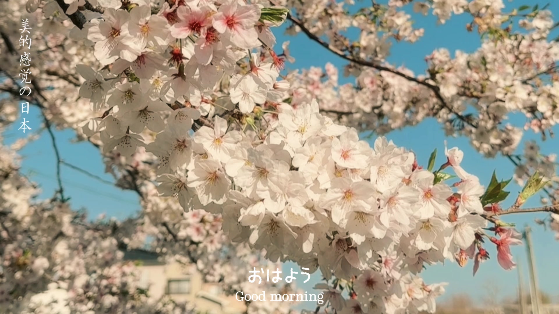 @MommyCha ۶ৎ⋆˚࿔