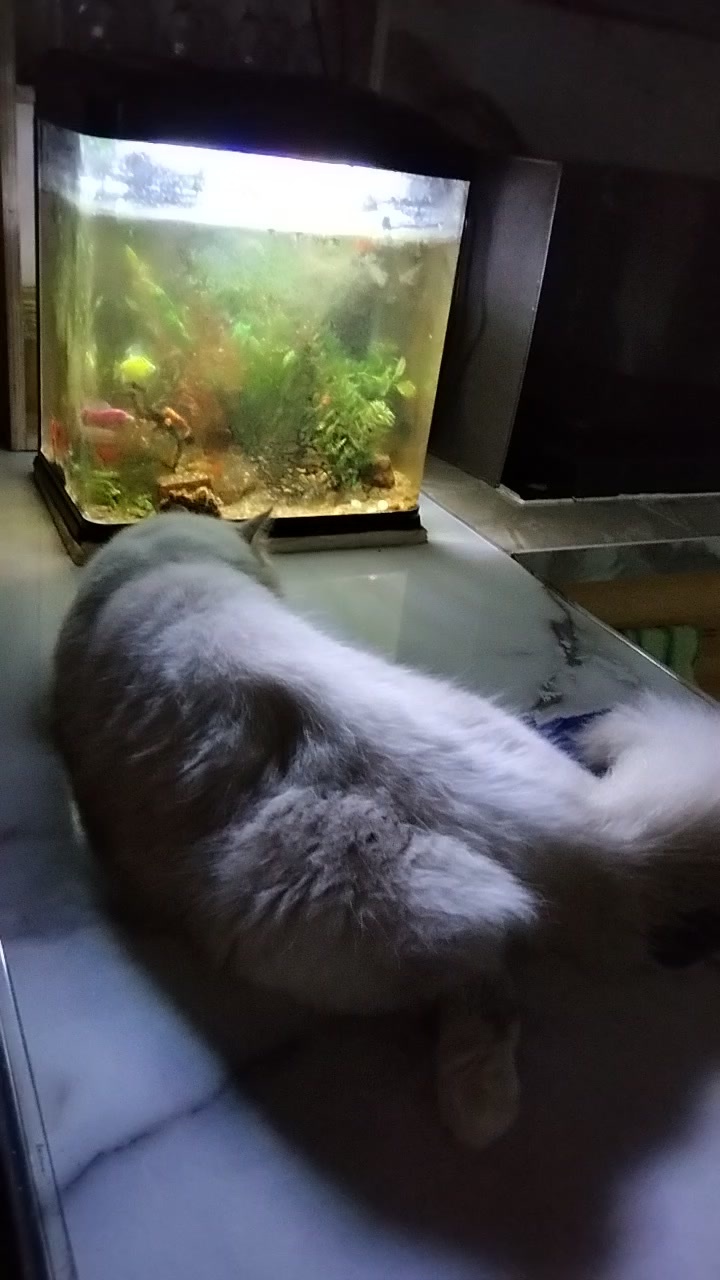 @Giovanni Carlo koi fish guy