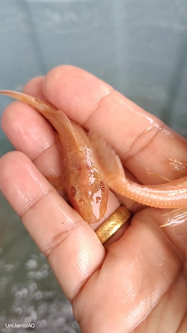 @UniJambi_Aquarium
