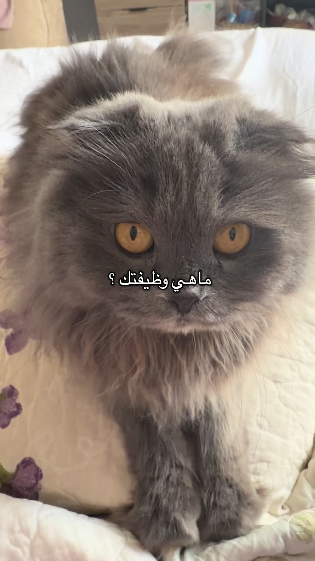 @Aisha🐉