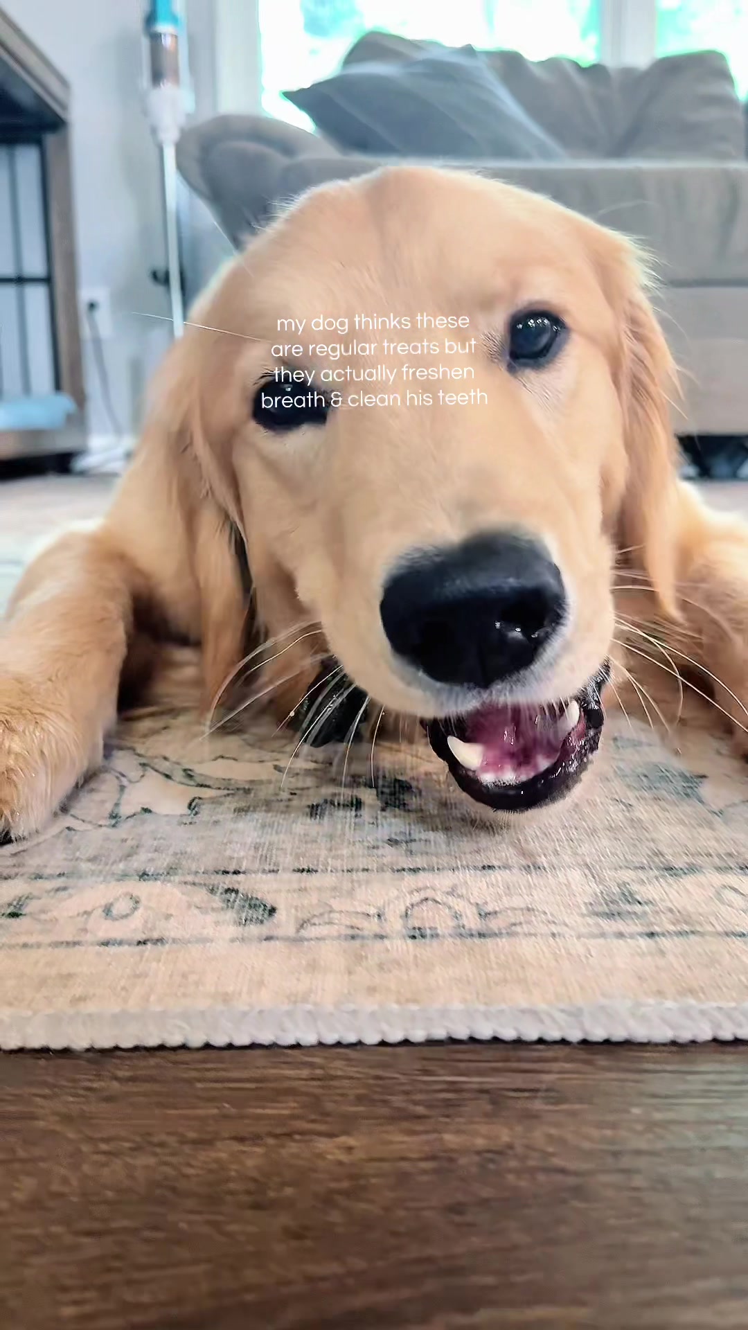 @Josi B🐕