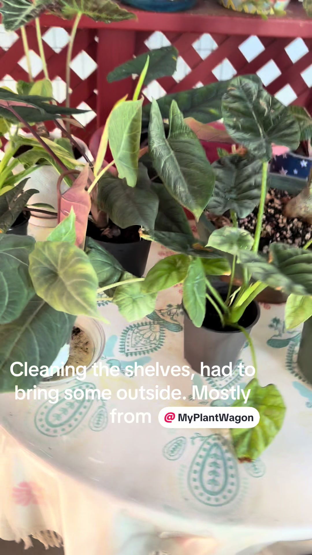 @JT Plants 🪴