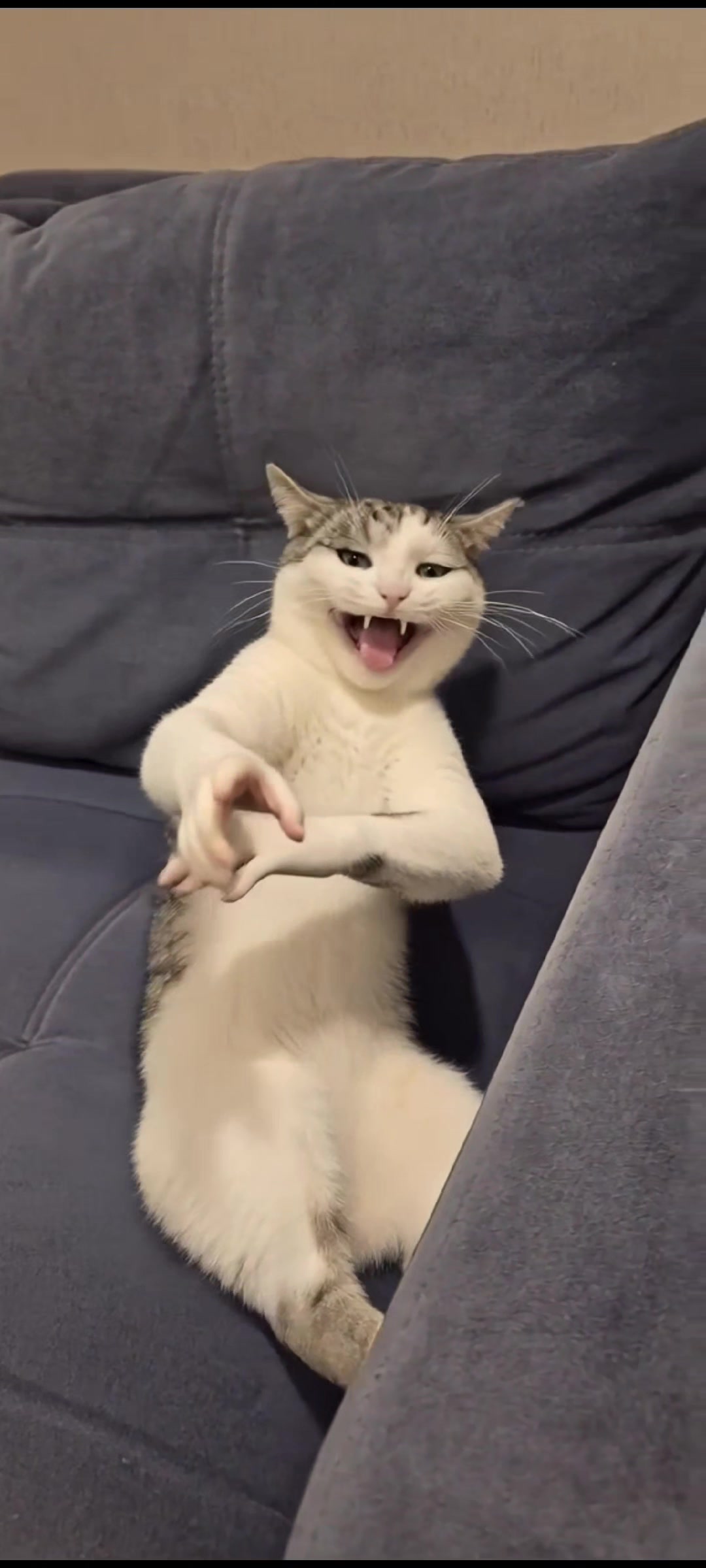 @Я кошка Зинаида