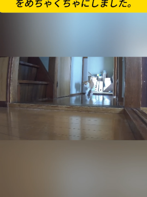 @ねこびより