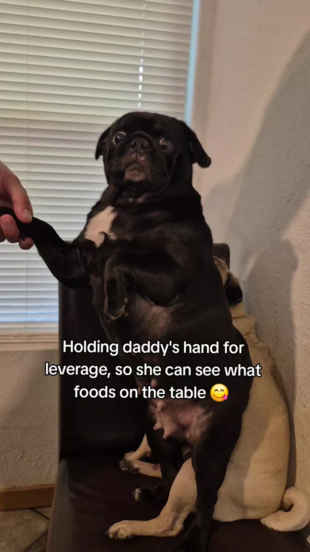 @Kiki&Cupid Thepugster