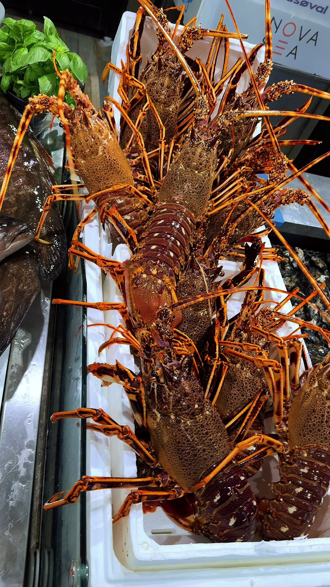 @Pescheria nautilus ostuni