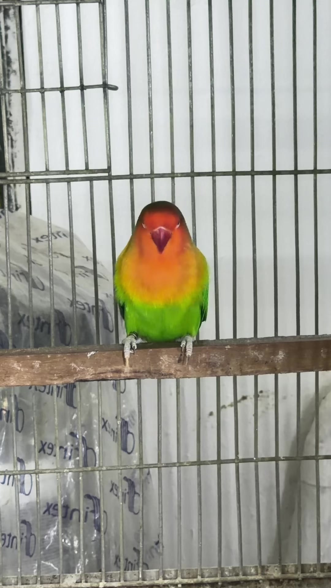 @AdilBirdsFarm