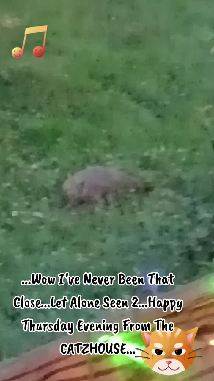 @Booh Hovey crazycatlady3