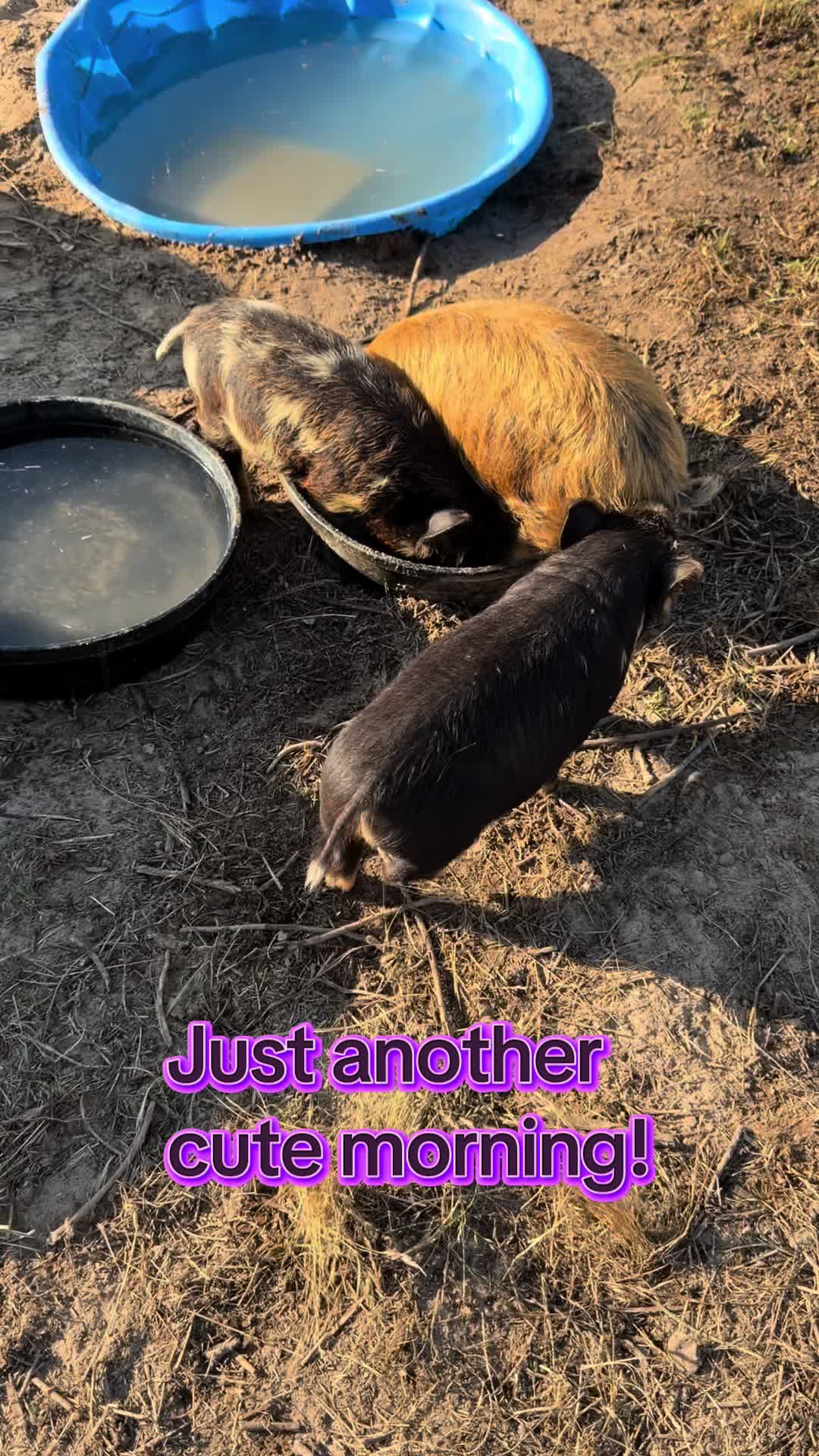 @Heart & Hoof Homestead