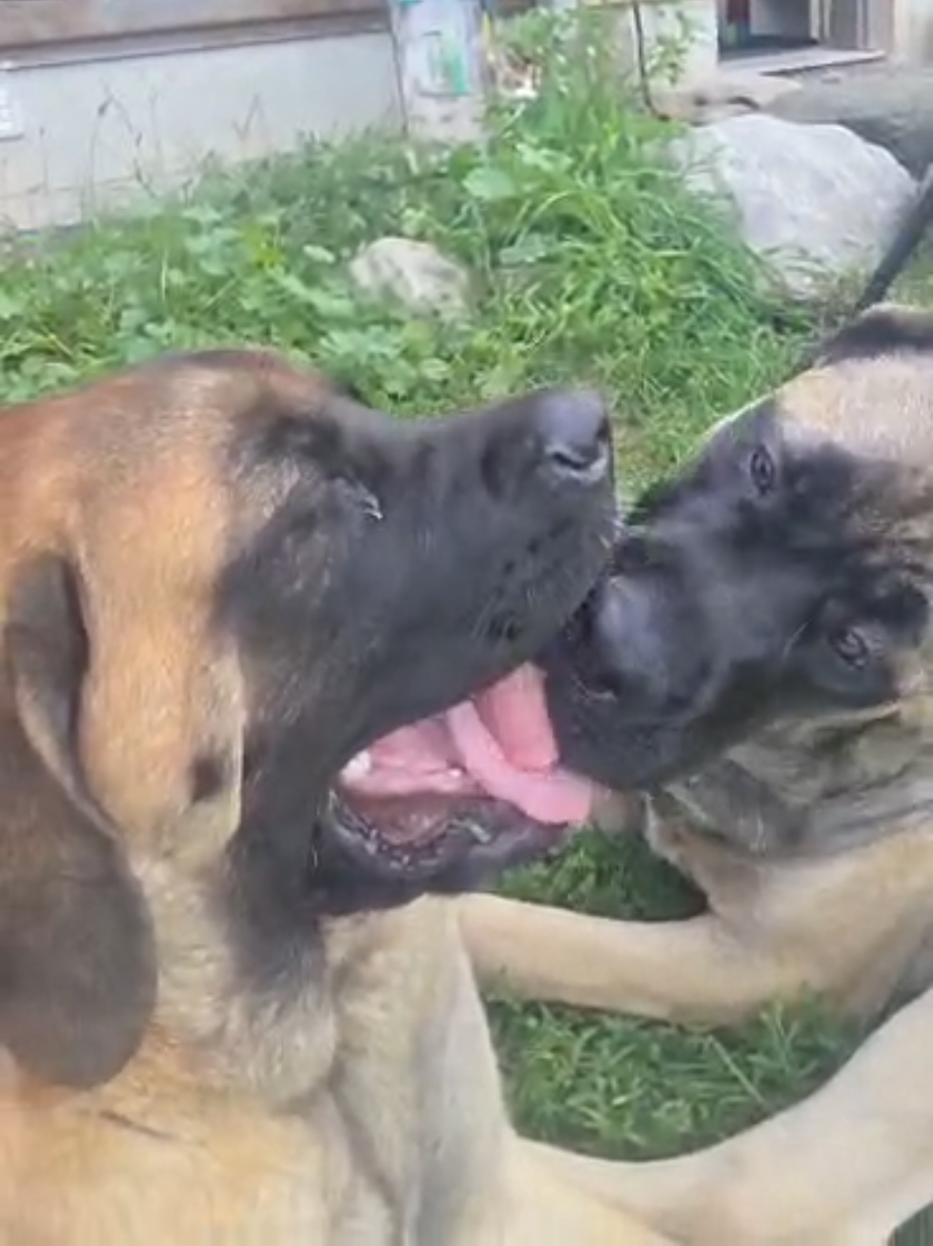 @Maple Mastiffs