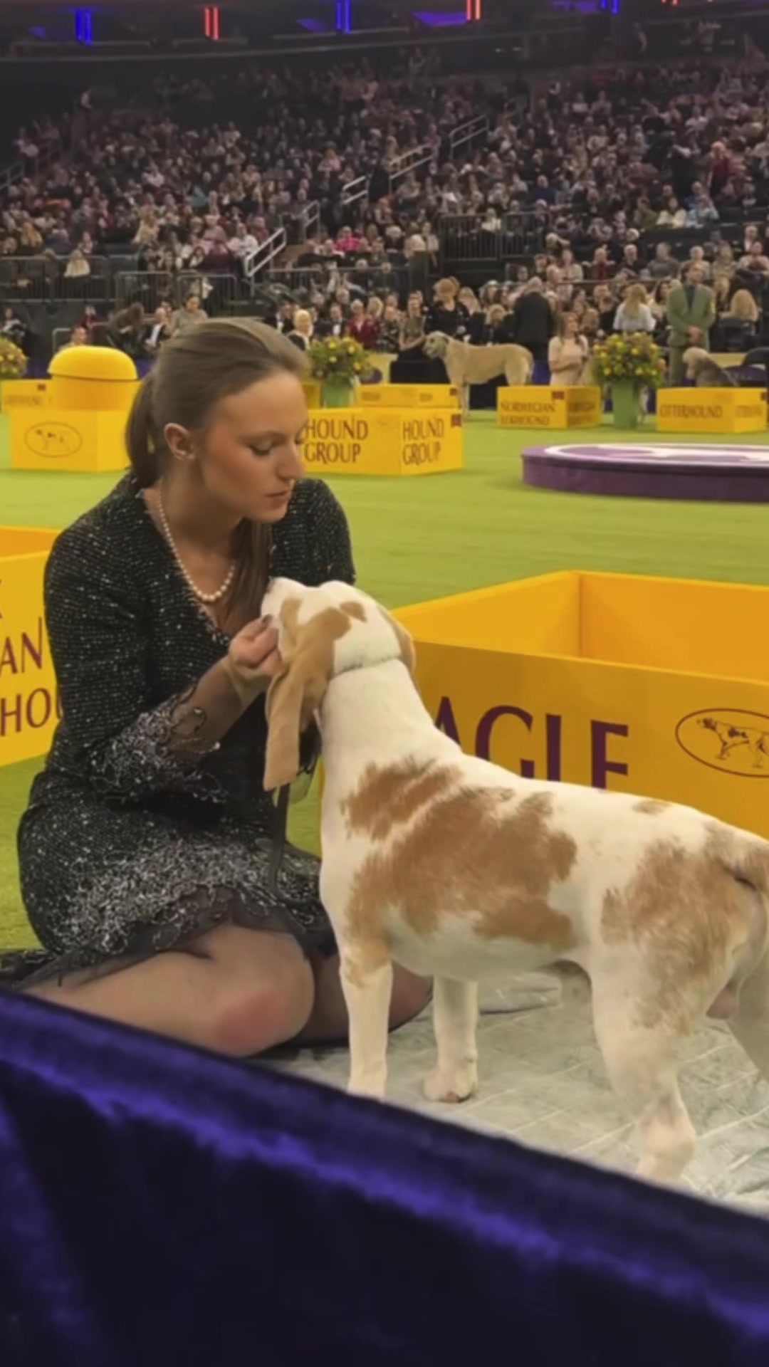 @Westminster Kennel Club