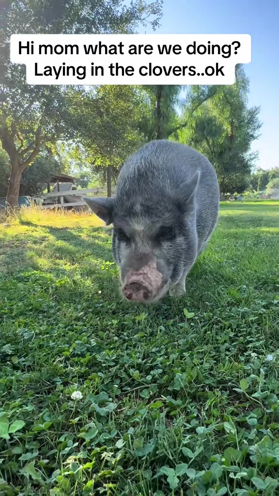 @staseasranch