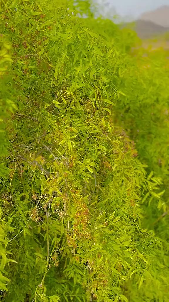 @ابوبکر🌸