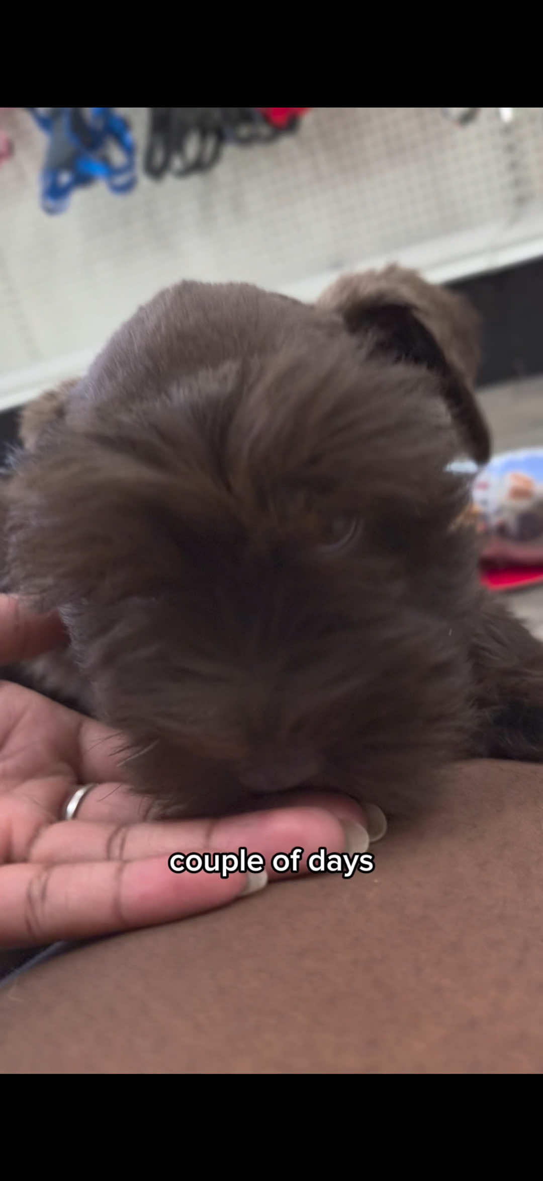 @Petland Oklahoma City