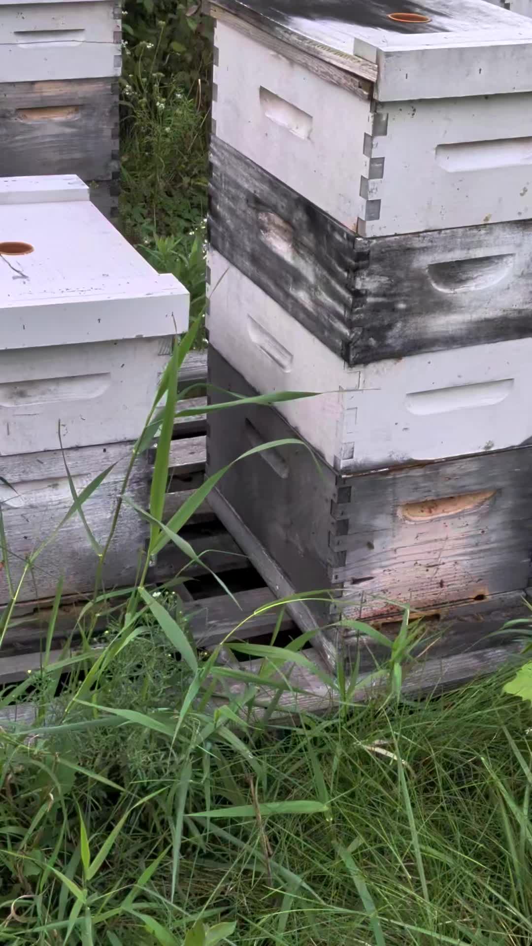 @Wisconsin Bee Company