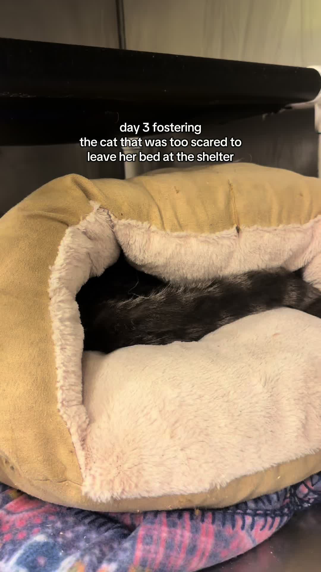 @rosieandtheshelterpups