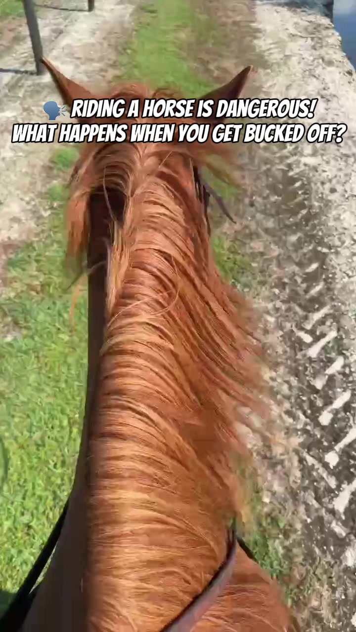 @Horselife