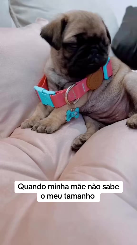 @pugSofyHarry