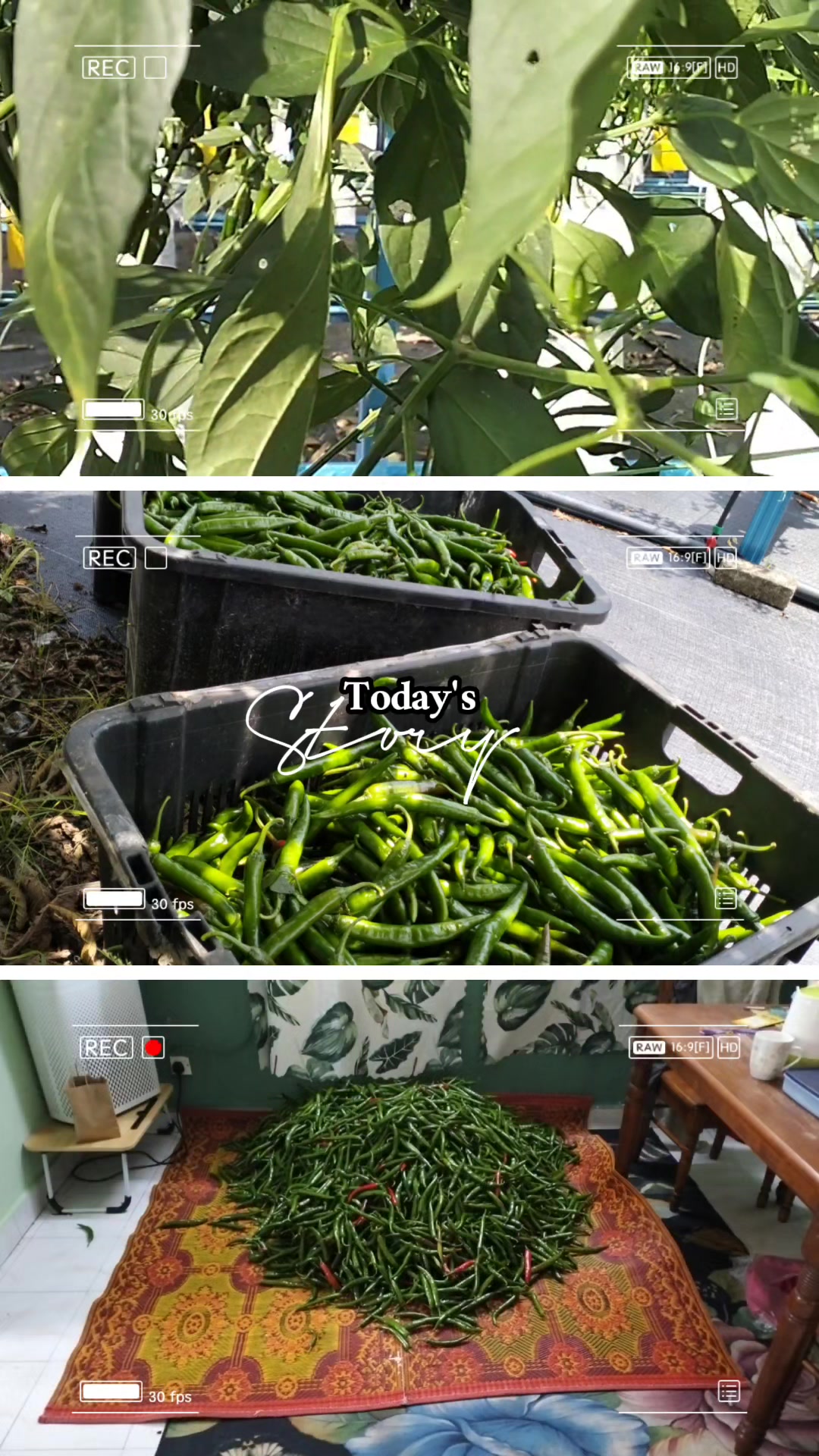 @Angah DoGoL😎🌶️🍆