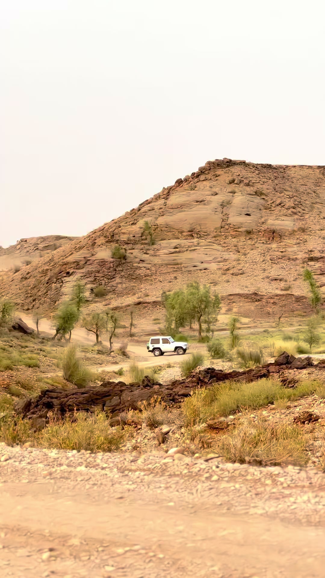 @جمالي طارق