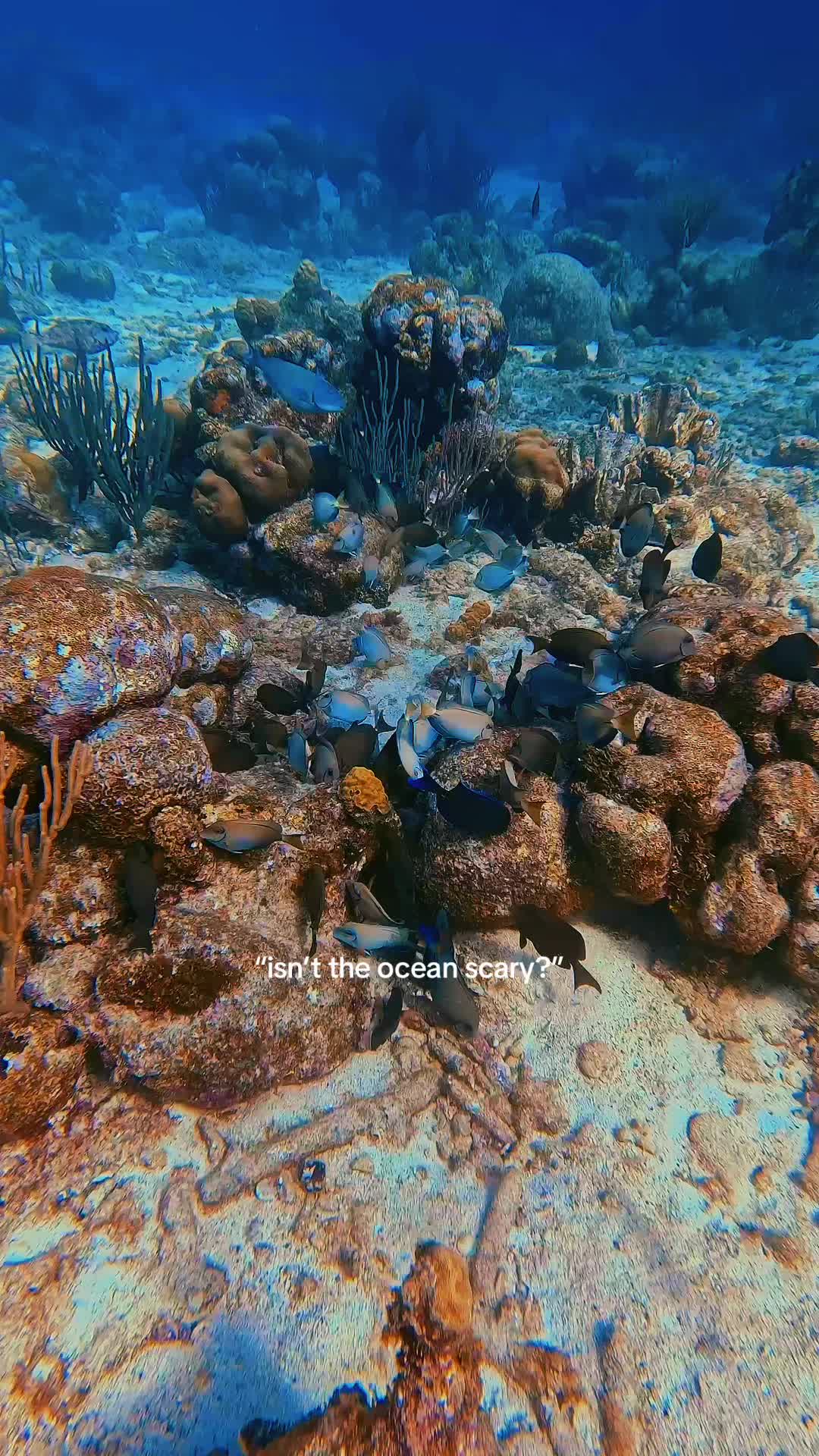 @ⒿⒶⒸⓄⒷ