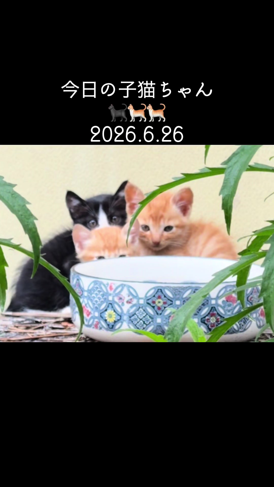 @みんみんみかん🍊