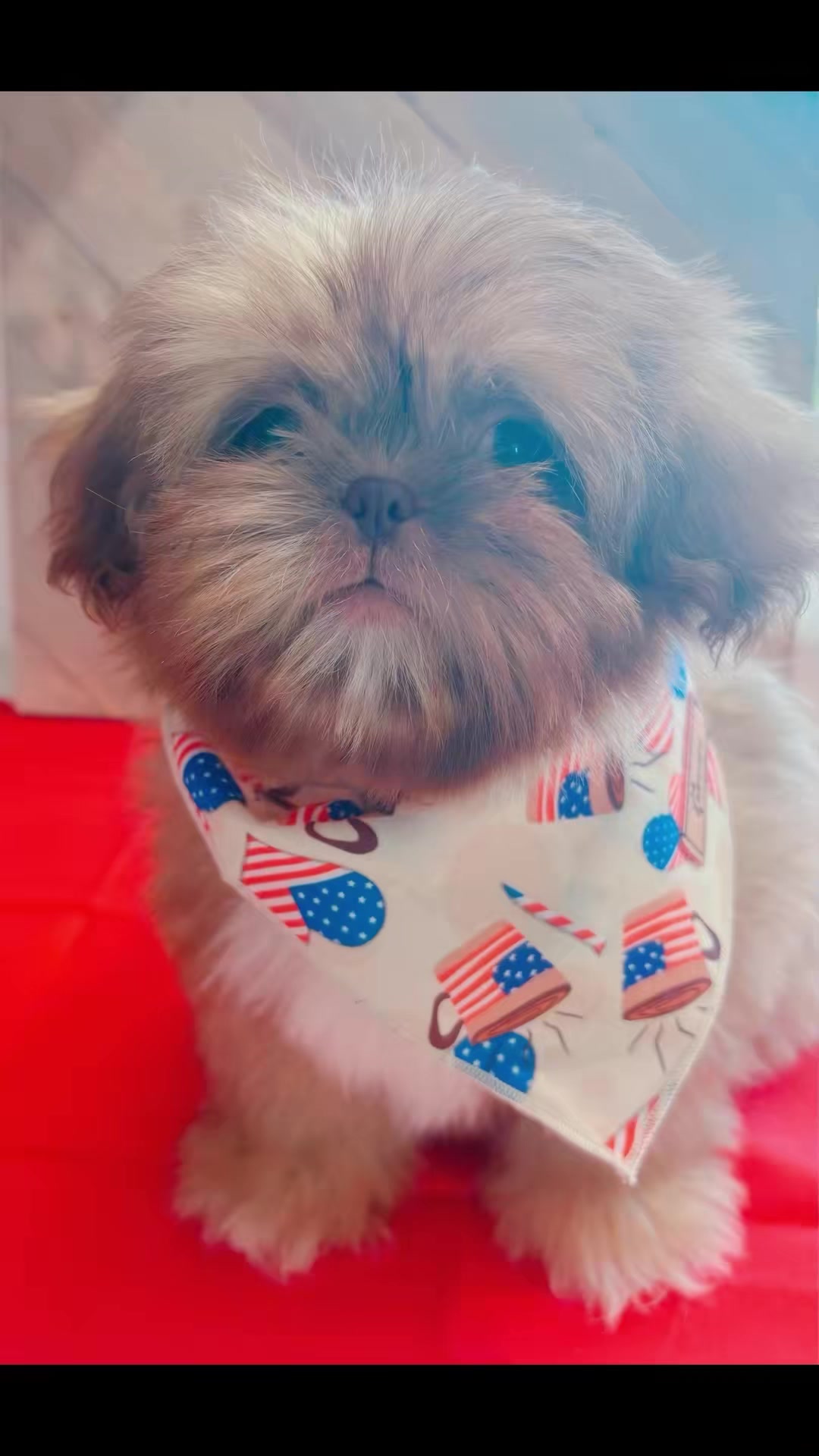 @SHIHTZU SOIR&Eacute;E