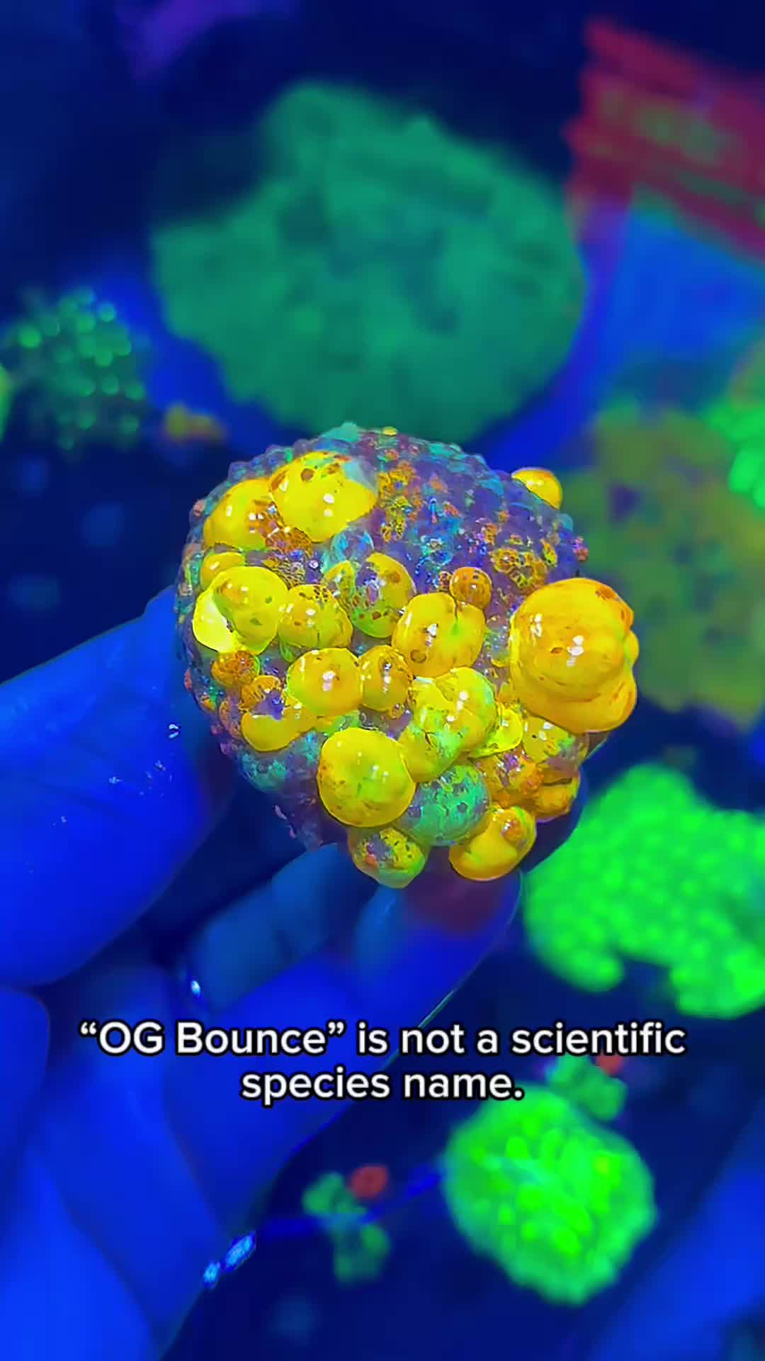 @Reeftogo