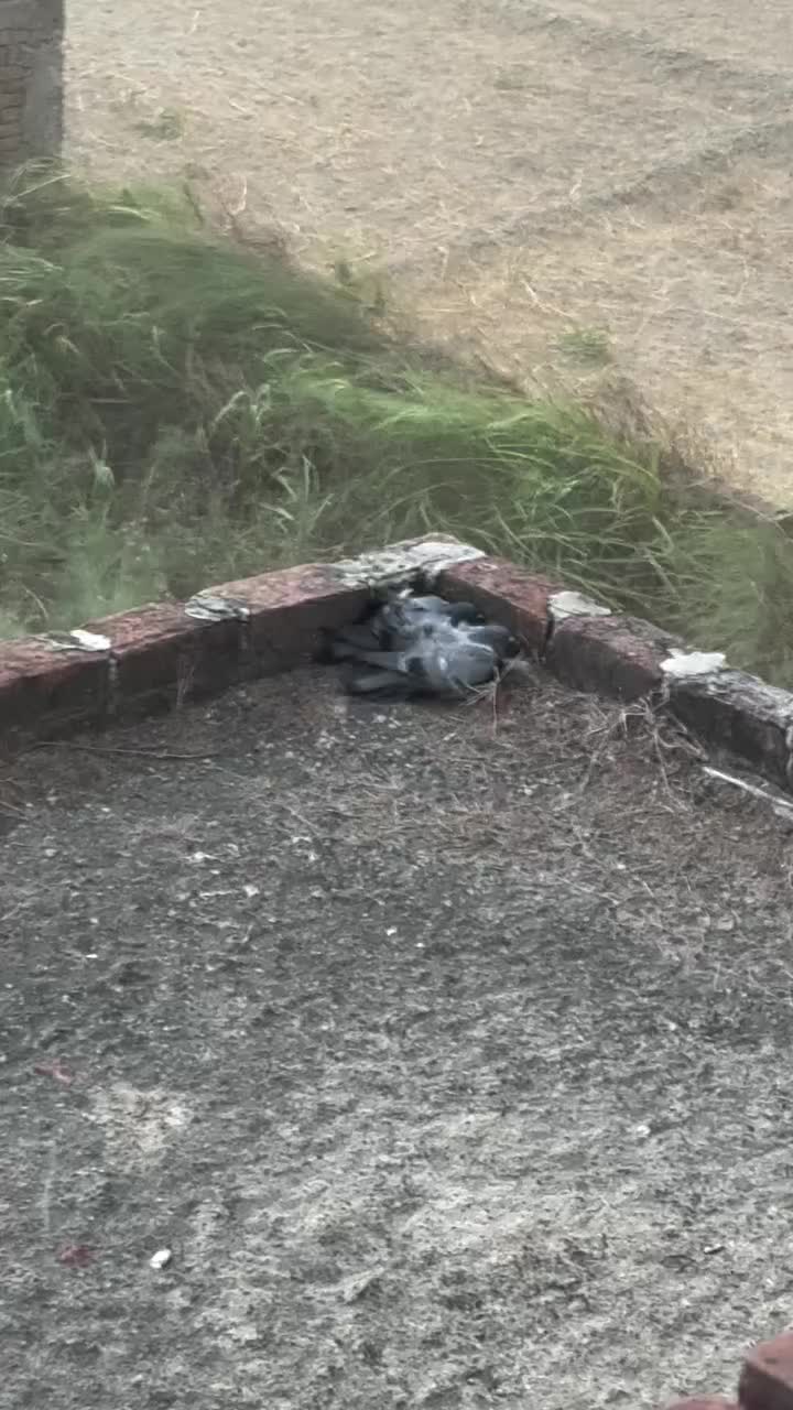@Squirmywormy72