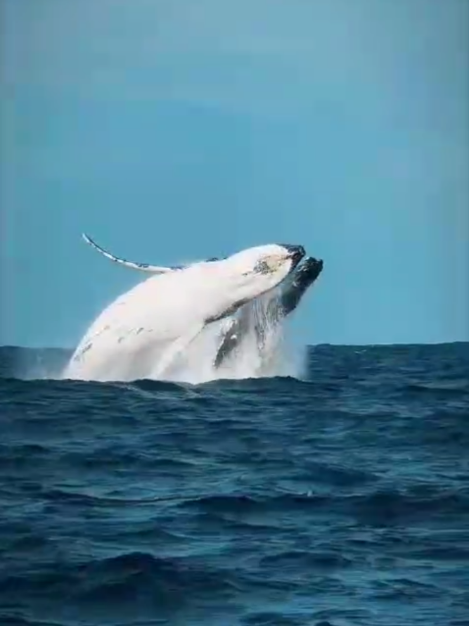 @northsea