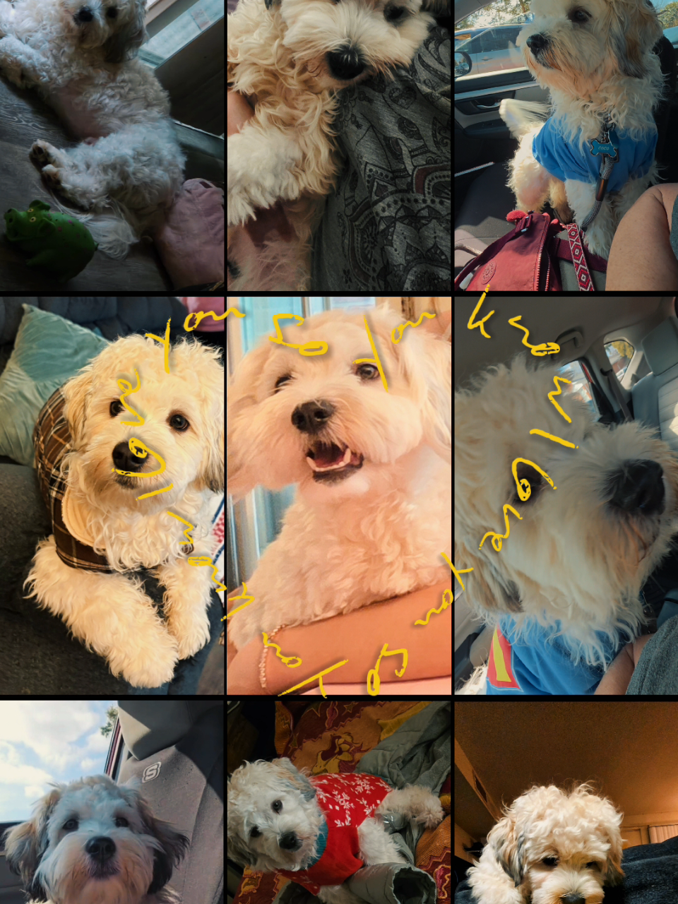 @Coco 💙🐶🐾