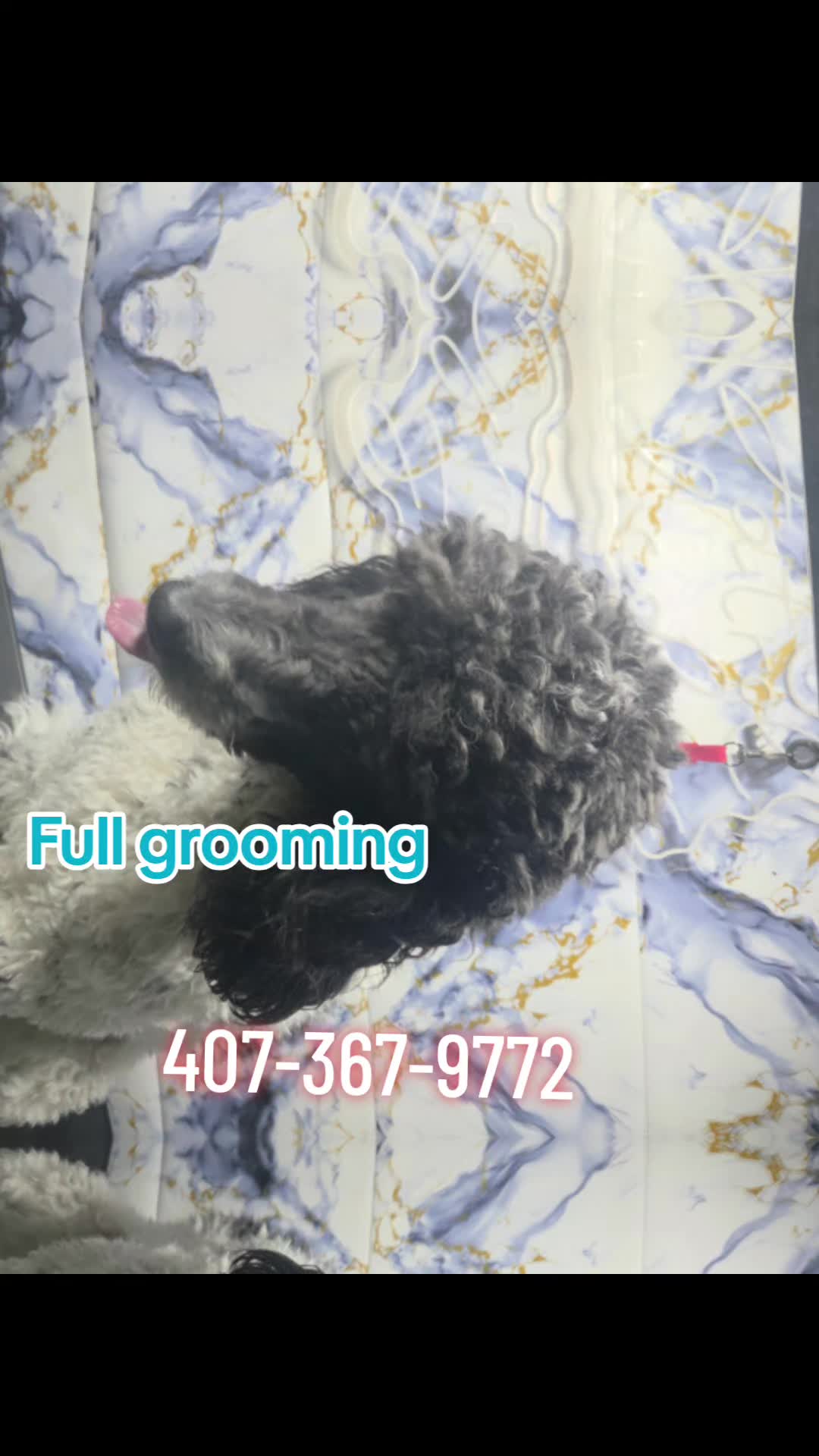 @Patrol and colors Grooming LLC
