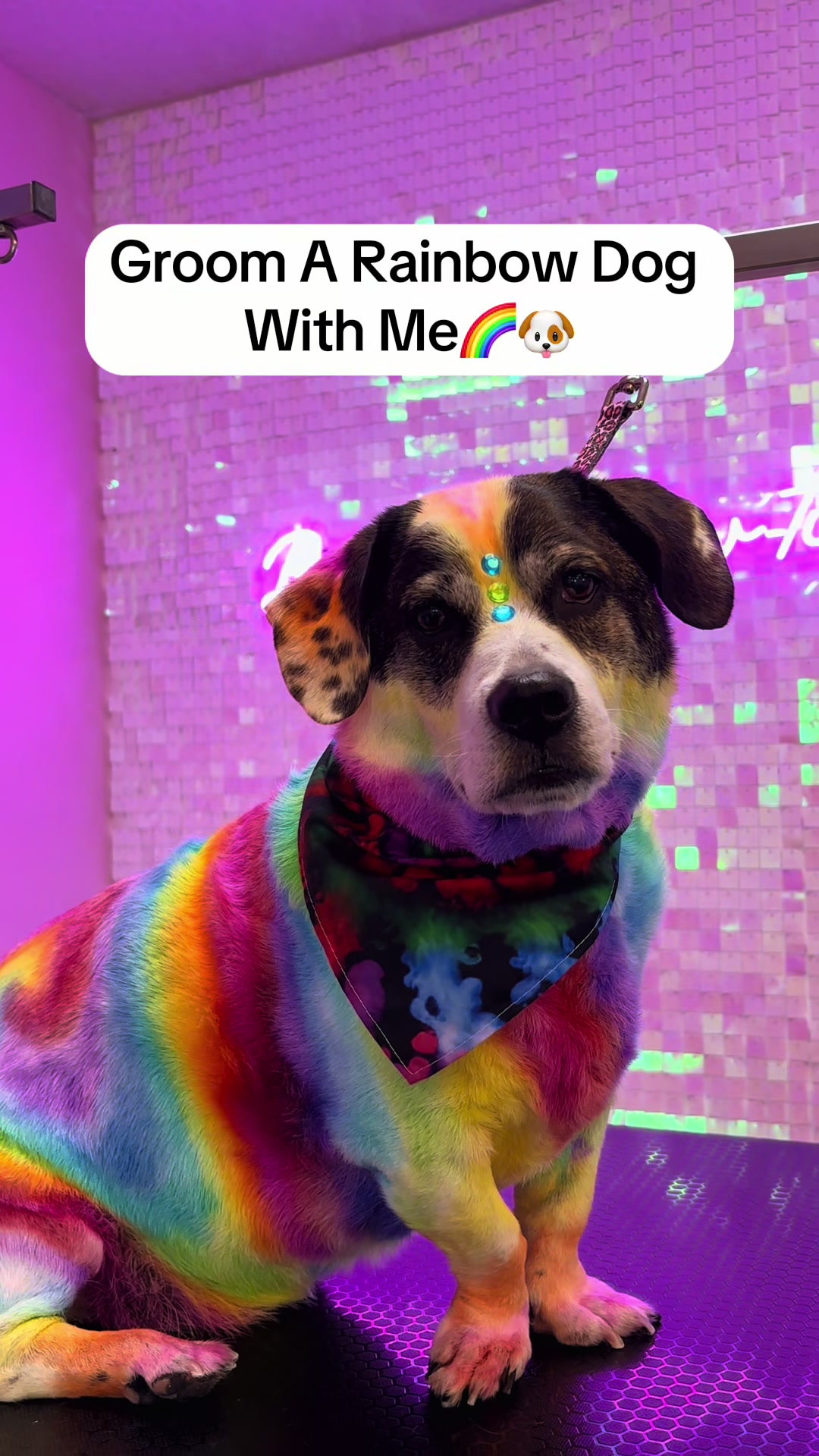 @ThatRainbowCat🌈