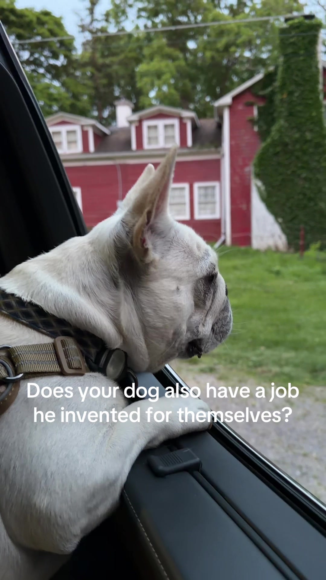 @Bagel the OG Frenchie