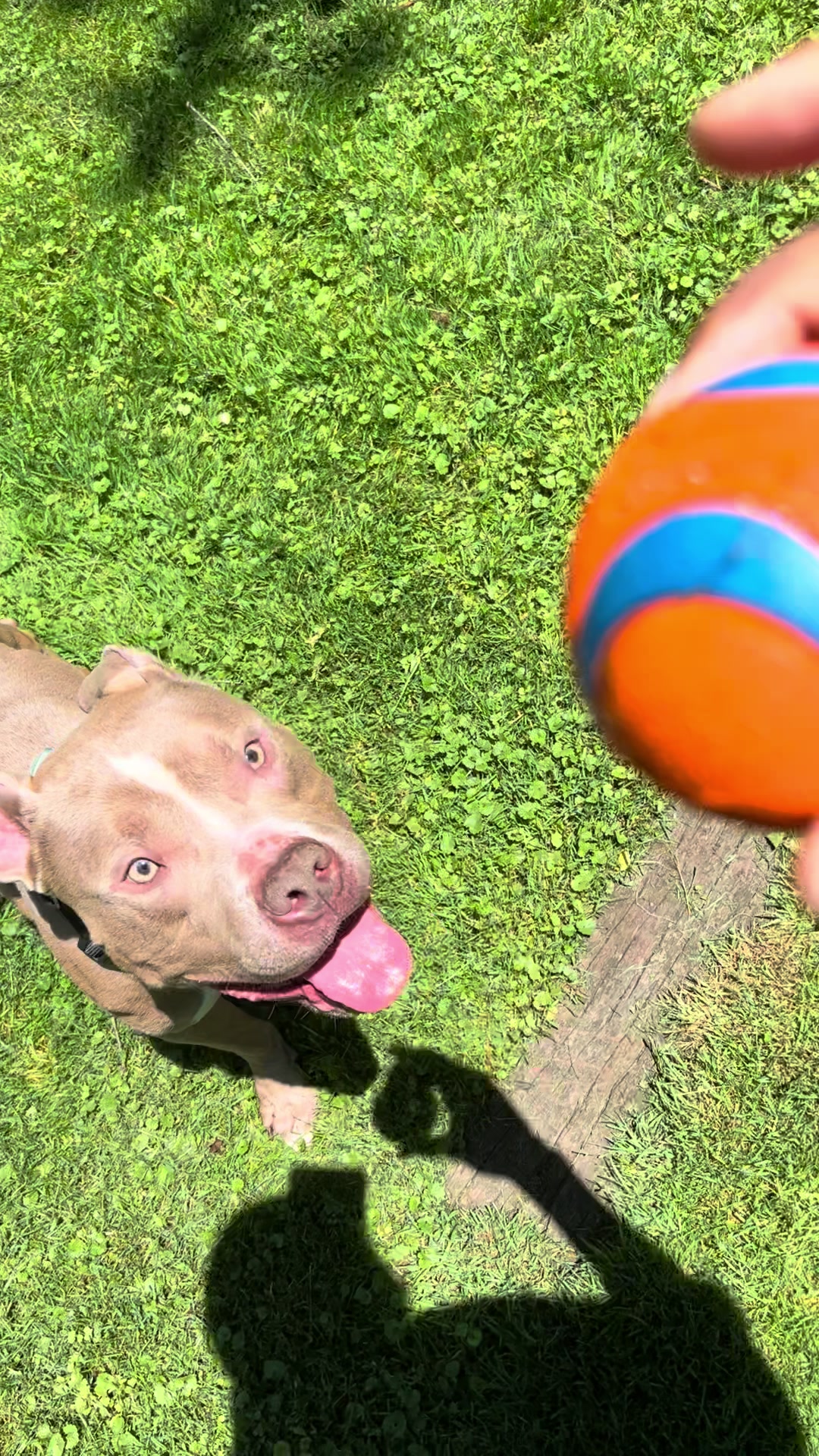 @Jay TheDog Trainer