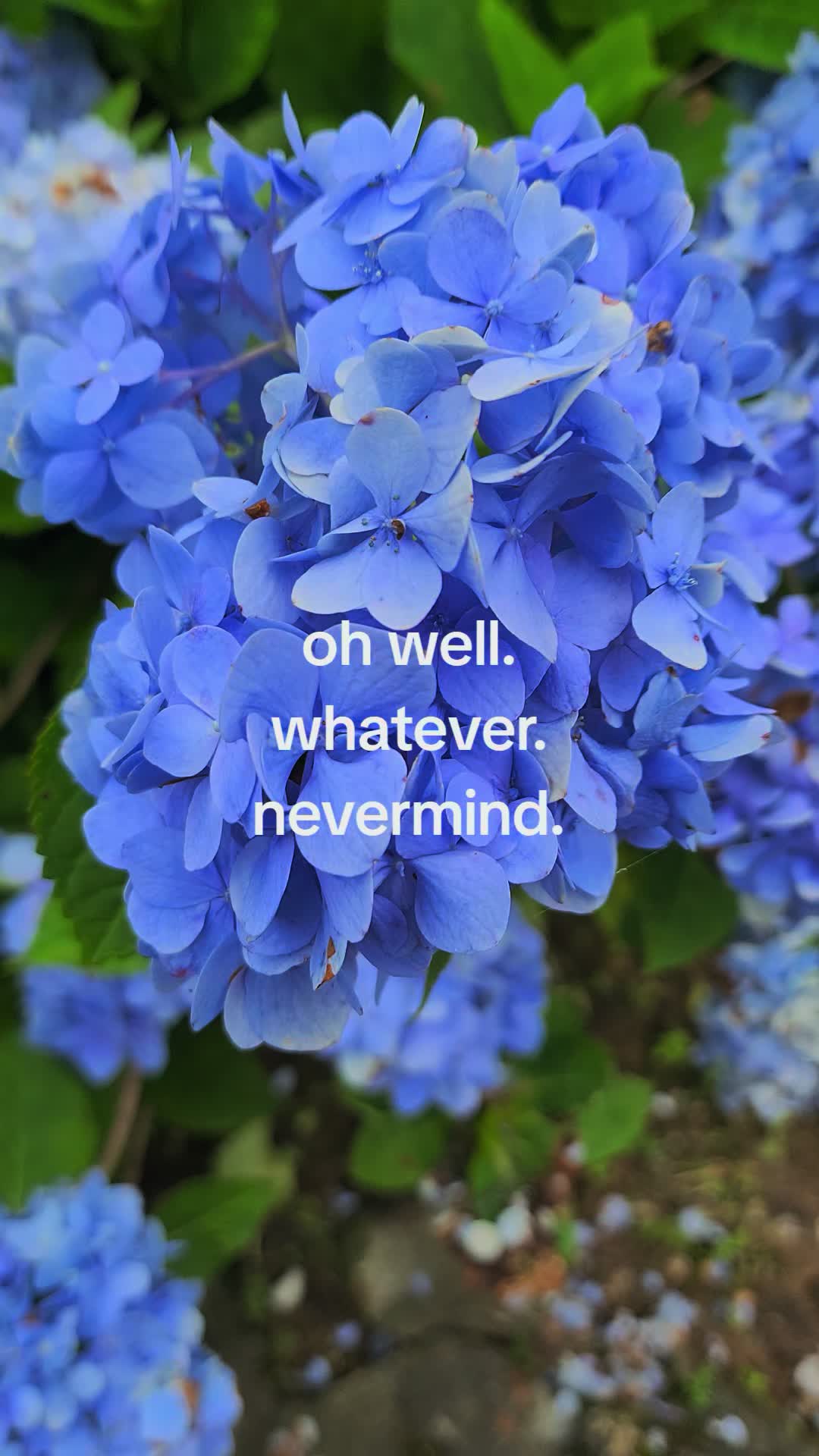 @🌸Sam🌸