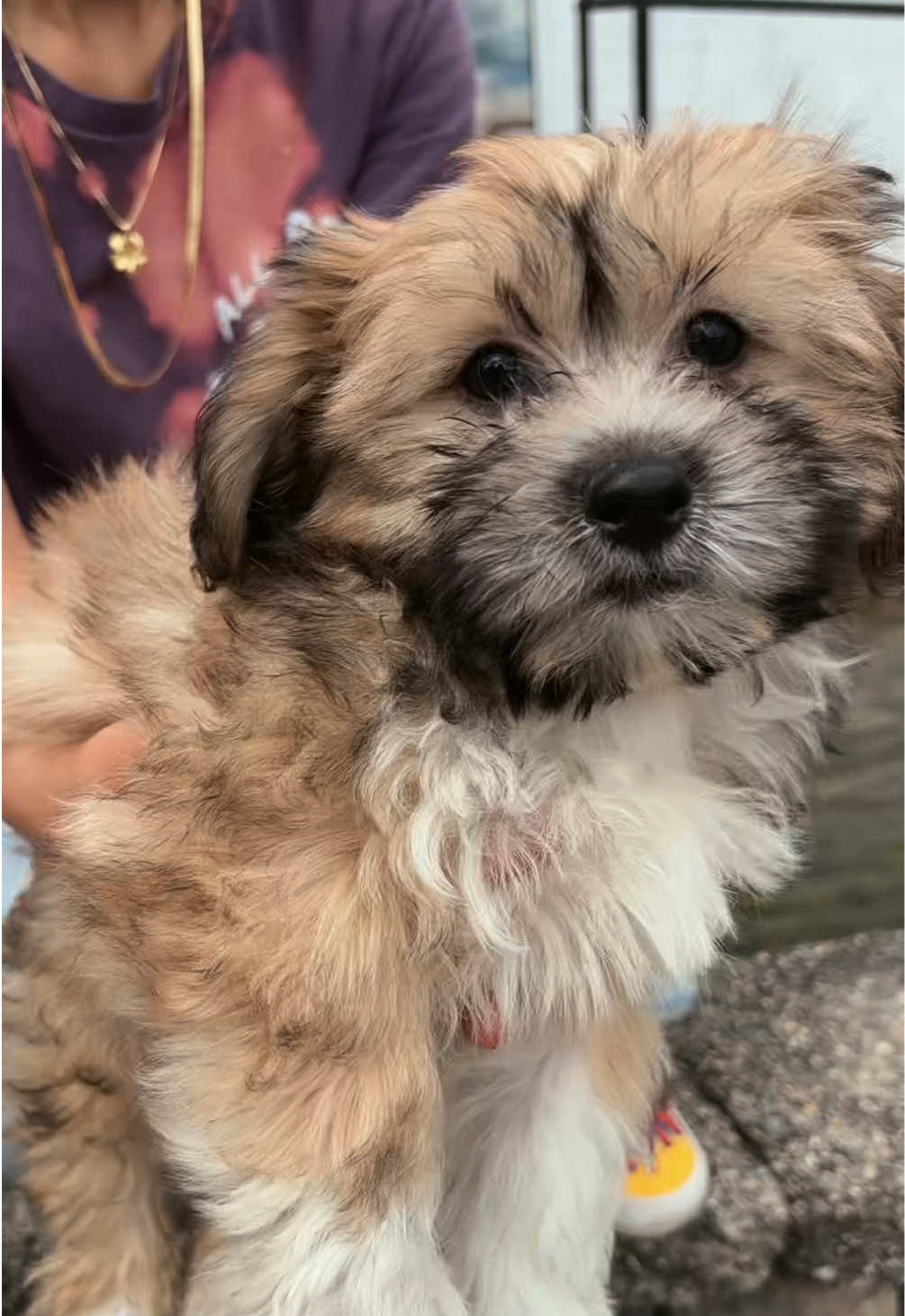 @All Pets Club