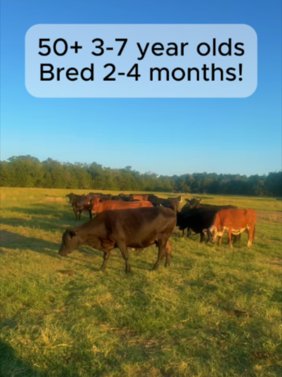 @Rutherford Land and Cattle