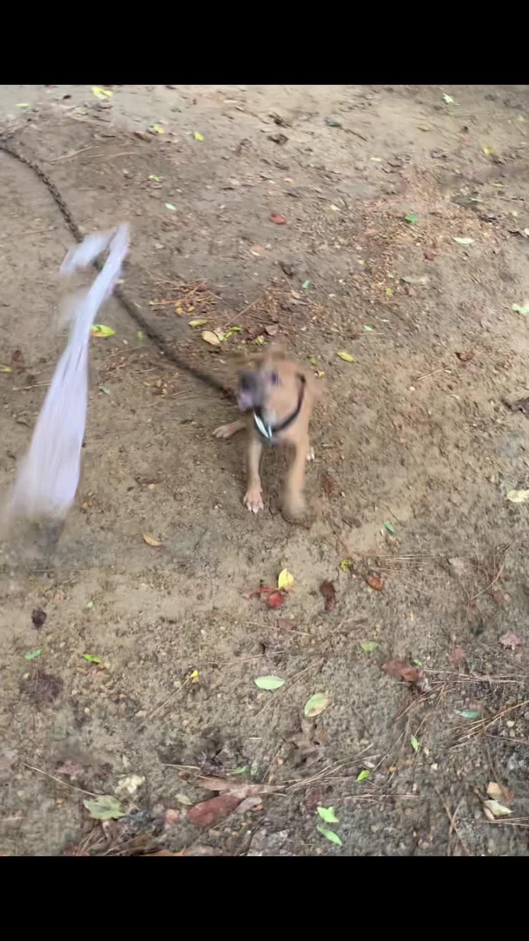 @LPKkennels