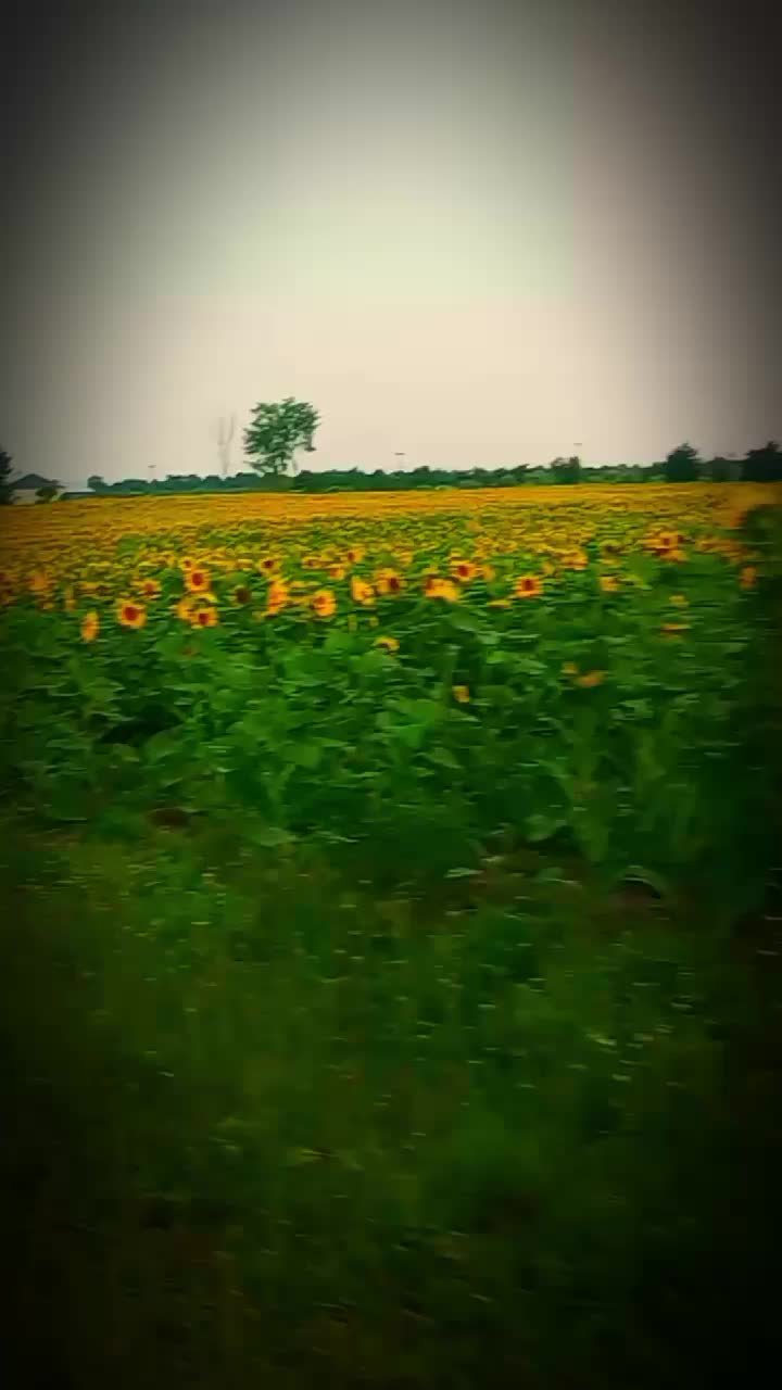 @J🌼i🌼L🌼L