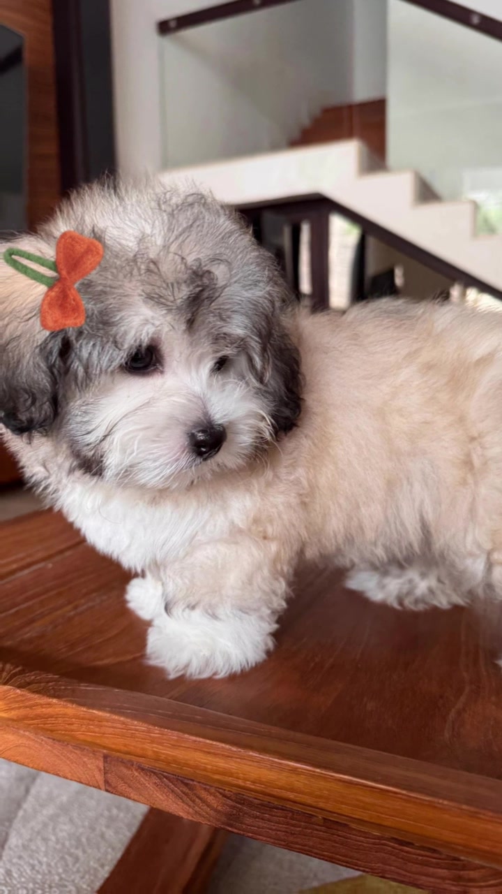 @Monseri Puppy