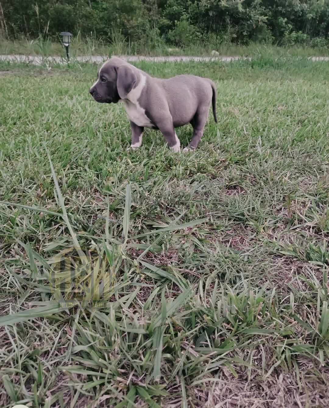 @HACHIKO LINE Bully Kennel