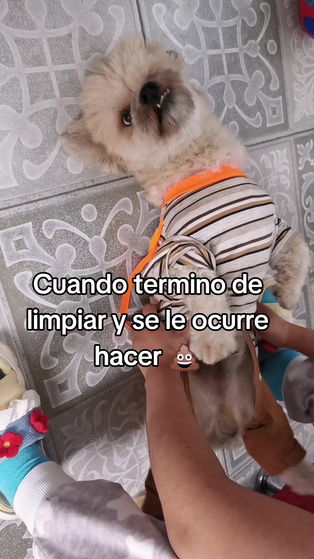 @paraqueveas👁️🐶